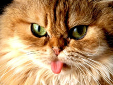 Load image into Gallery viewer, Sassy Cat
